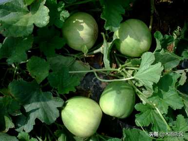 新手如何种植香瓜，如何种植高产香瓜