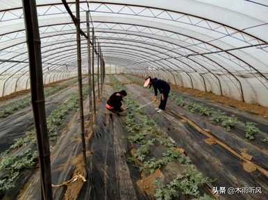 新手如何种植香瓜，如何种植高产香瓜