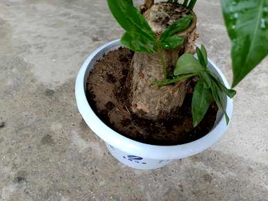 如何种植富贵树？金币农场富贵树种植