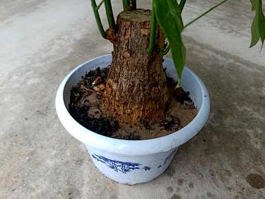 如何种植富贵树？金币农场富贵树种植