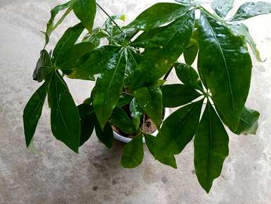 如何种植富贵树？金币农场富贵树种植