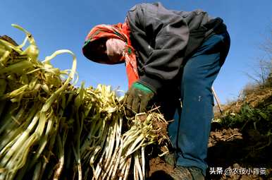 怎样种韭黄长得好，种韭黄需要通风？