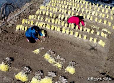 怎样种韭黄长得好，种韭黄需要通风？