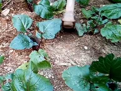红菜苔施肥过多怎么办？红菜苔怎么施肥？