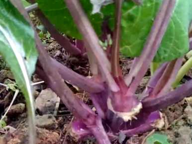 红菜苔施肥过多怎么办？红菜苔怎么施肥？