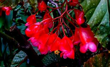 竹节海棠花养殖方法，竹节海棠如何繁殖？