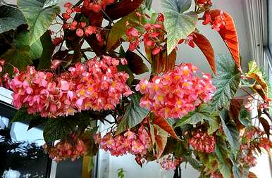 竹节海棠花养殖方法，竹节海棠如何繁殖？