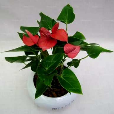 什么是火鹤花语？白火鹤花语？