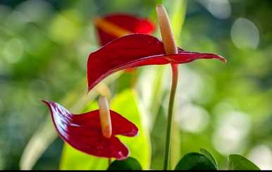 什么是火鹤花语？白火鹤花语？