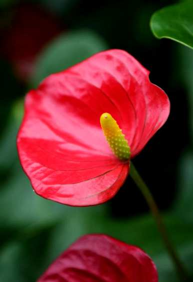 什么是火鹤花语？白火鹤花语？
