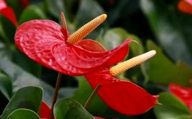 什么是火鹤花语？白火鹤花语？