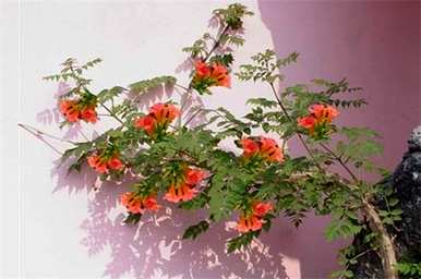 凌霄花什么时候移栽最合适？凌霄花移栽好吗？欣赏图片