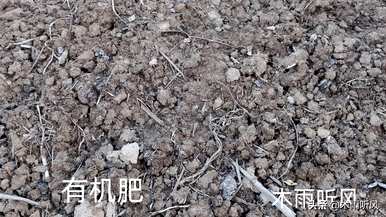 种大蒜用肥料喂韭菜好吗？种韭菜用什么肥料长得好？