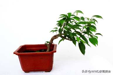 菩提树怎么养才能长好，北方菩提树怎么结果？