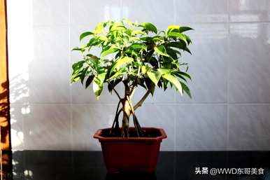 菩提树怎么养才能长好，北方菩提树怎么结果？