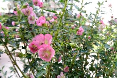 如何养芙蓉，如何养芙蓉