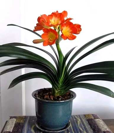 如何种植君子兰花种子，如何种植和维护君子兰