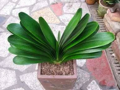 如何种植君子兰花种子，如何种植和维护君子兰