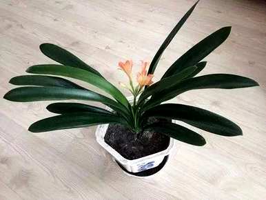 如何种植君子兰花种子，如何种植和维护君子兰