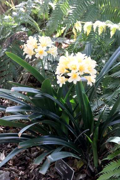 如何种植君子兰花种子，如何种植和维护君子兰
