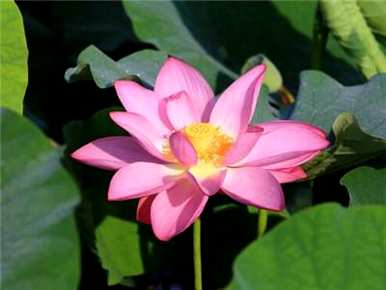 水培碗莲花种子种植方法，如何种植莲花种子