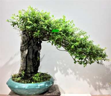 铁包金盆景的叶子脱落了，铁包金盆景容易养活吗？