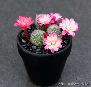 奔龙花一年四季开花吗？奔龙怎么开花？