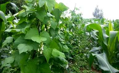 如何种植芸豆高产视频教程？