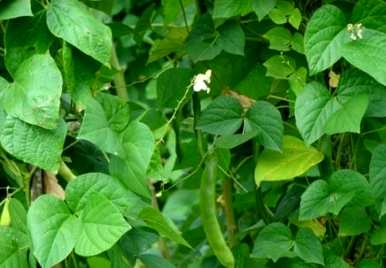 如何种植芸豆高产视频教程？