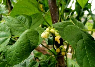 如何种植芸豆高产视频教程？