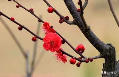 梅花是什么季节，梅花是什么季节？