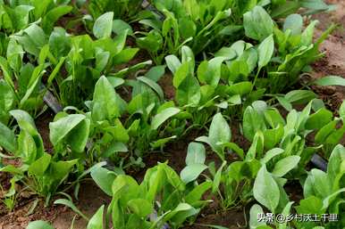 什么蔬菜适合月份种植，什么蔬菜适合7月份种植