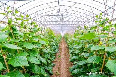 什么蔬菜适合月份种植，什么蔬菜适合7月份种植