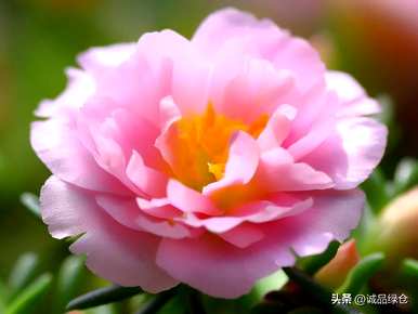 如何种植太阳花种子，如何种植双瓣太阳花结种子