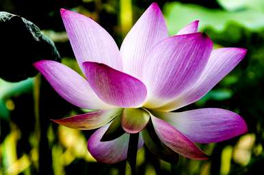 莲花什么季节开花，莲花什么季节开花？