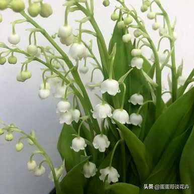 铃兰花很容易养活。如何养活铃兰花视频？