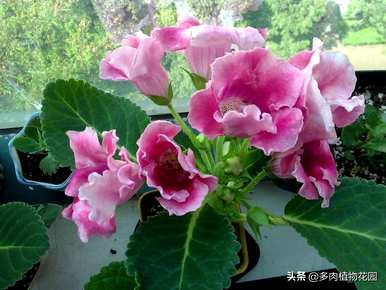 如何养大岩桐花多开花，如何养大岩桐花多开花？