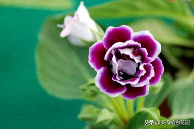 如何养大岩桐花多开花，如何养大岩桐花多开花？