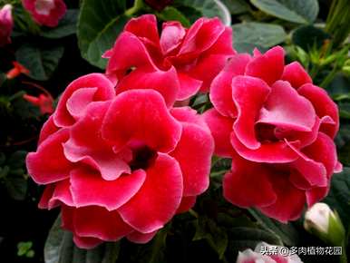 如何养大岩桐花多开花，如何养大岩桐花多开花？