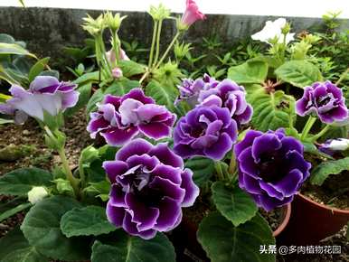 如何养大岩桐花多开花，如何养大岩桐花多开花？
