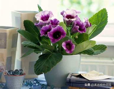 如何养大岩桐花多开花，如何养大岩桐花多开花？