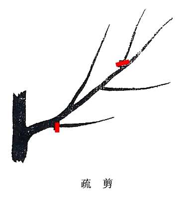 如何修剪橘子树枝，如何修剪橘子树枝？