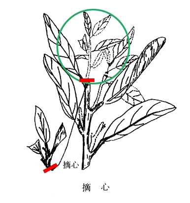如何修剪橘子树枝，如何修剪橘子树枝？