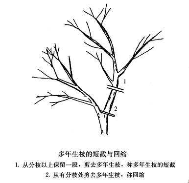 如何修剪橘子树枝，如何修剪橘子树枝？