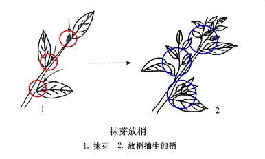 如何修剪橘子树枝，如何修剪橘子树枝？