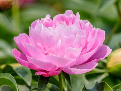 新鲁镇牡丹花开了吗？牡丹花什么时候开花？