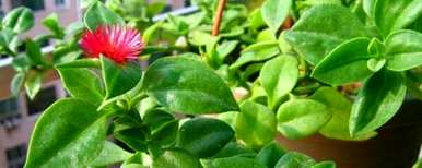 如何促进牡丹吊兰开花，牡丹吊兰何时开花？