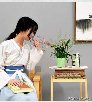 木本香兰什么时候开花，梦香兰怎么开花？