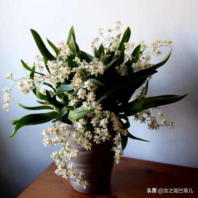 木本香兰什么时候开花，梦香兰怎么开花？