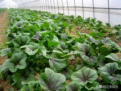 什么时候种苋菜最合适？苋菜从种植到收获需要多长时间？